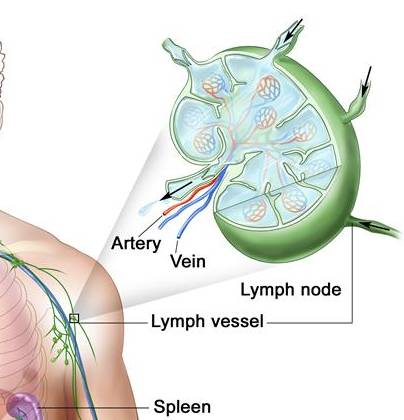 Location Lymph Nodes In Dogs, Location, Free Engine Image For User Manual Download